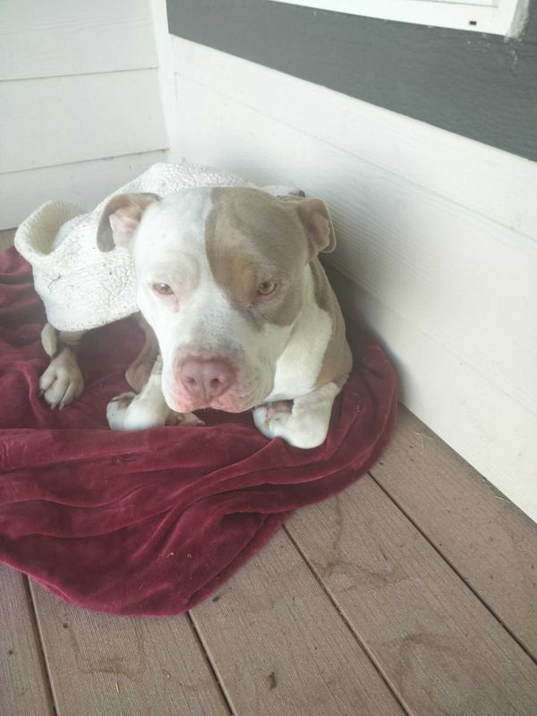 Found Dog in Moses Lake — listing photo