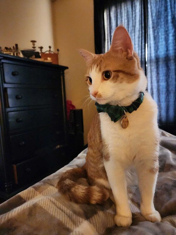 Lost Cat in Colorado Springs, Colorado — listing photo