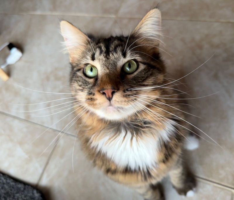 Lost Cat in Fort Washington — listing photo