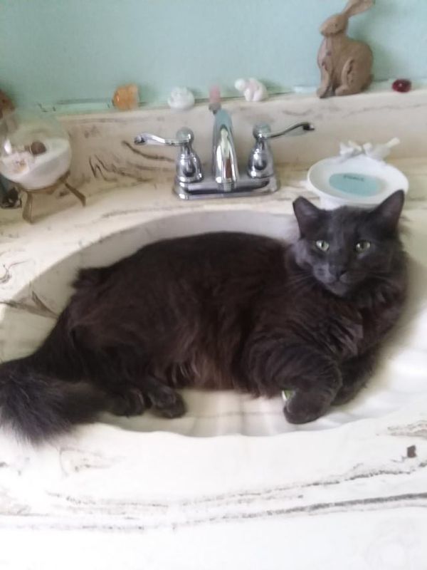 Lost Cat in El Paso, Texas — listing photo
