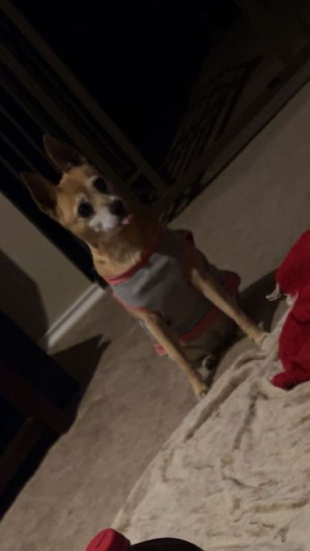 Lost Dog in Killeen, Texas — listing photo