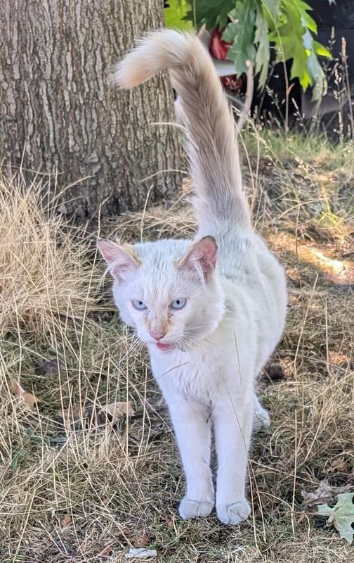 Lost Cat in Seattle, Washington — listing photo