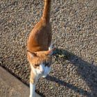 Lost Cat in Orange, California — Spotted Orange and White Cat