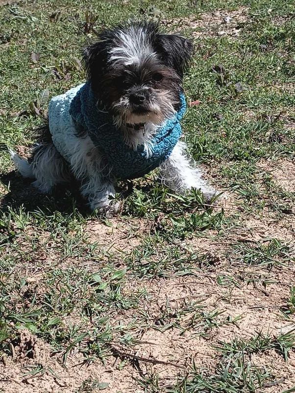 Lost Dog in Dallas, Texas — listing photo