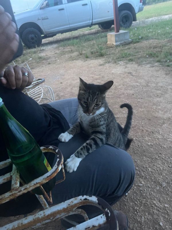 Lost Cat in Seguin — listing photo