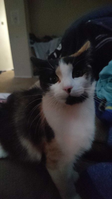 Lost Cat in Sumas — listing photo