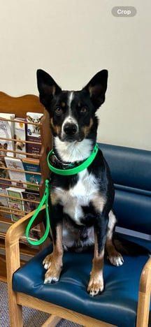Lost Dog in Winston-Salem, North Carolina — listing photo