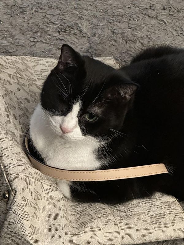 Lost Cat in Louisville, Kentucky — listing photo