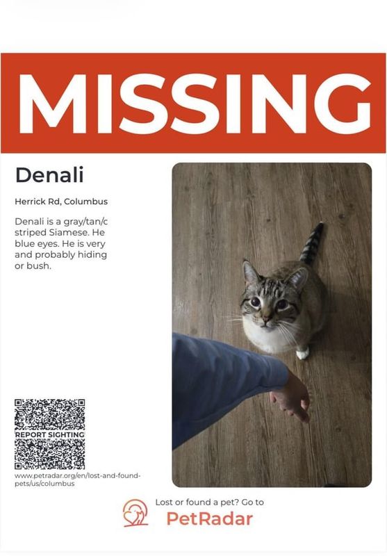 Lost Cat in Arlington, Texas — listing photo