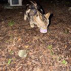Found Cat in Portland, Oregon — listing photo