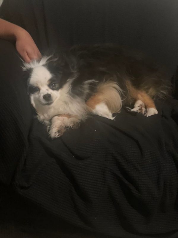 Found Dog in Bremerton, Washington — listing photo