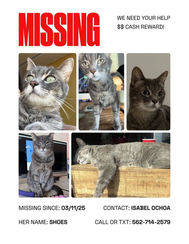 Lost Cat in Rancho Palos Verdes, California — listing photo