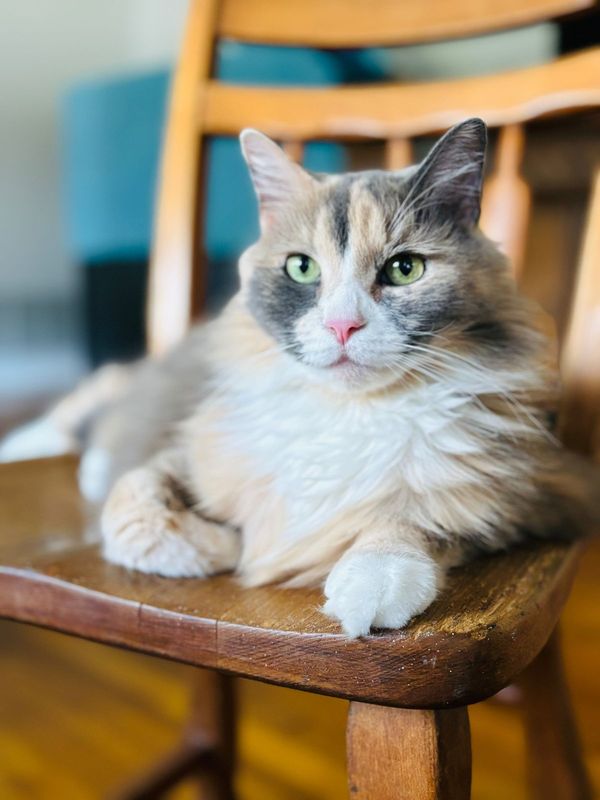 Lost Cat in Englewood — listing photo