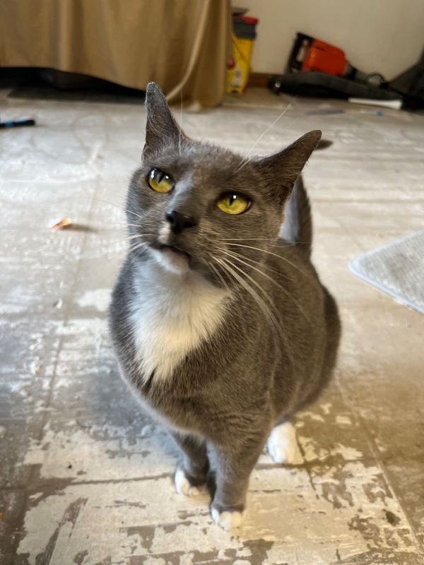 Lost Cat in Port Saint John — listing photo