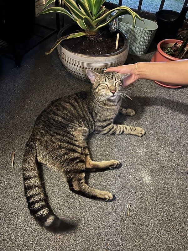 Lost Cat in K — listing photo