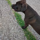 Lost Dog in Oklahoma City, Oklahoma — Dog found near Kelley and 63rd