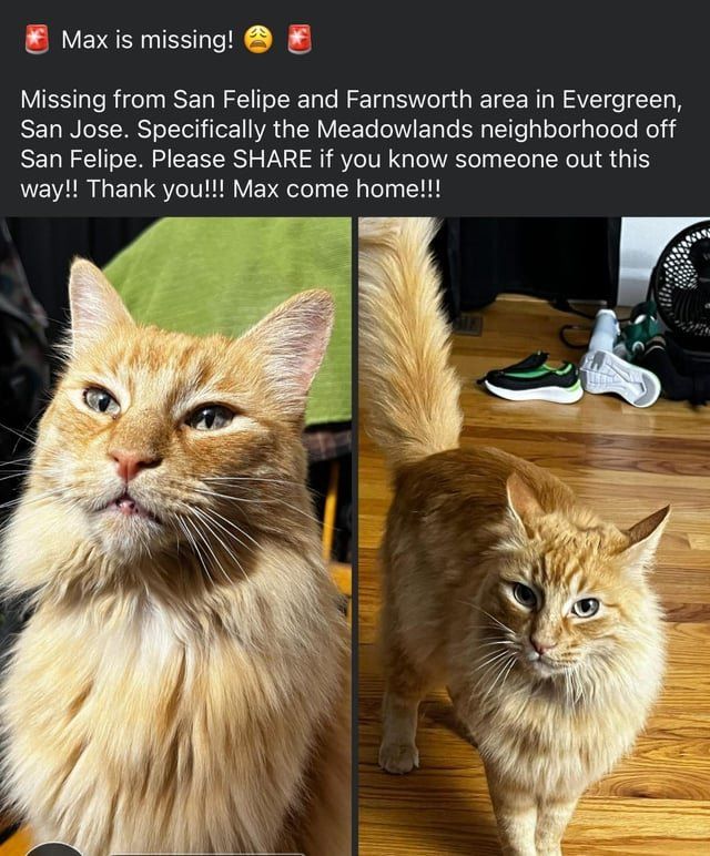 Lost Cat in San Jose, California — listing photo