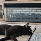Lost Cat in Jacksonville, Florida — listing photo
