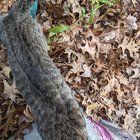 Found Cat in Laredo, Texas — listing photo