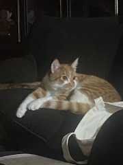 Lost Cat in Portland, Maine — listing photo
