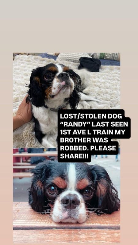 Lost Dog in New York, New York — LOST/STOLEN DOG IN EAST VILLAGE