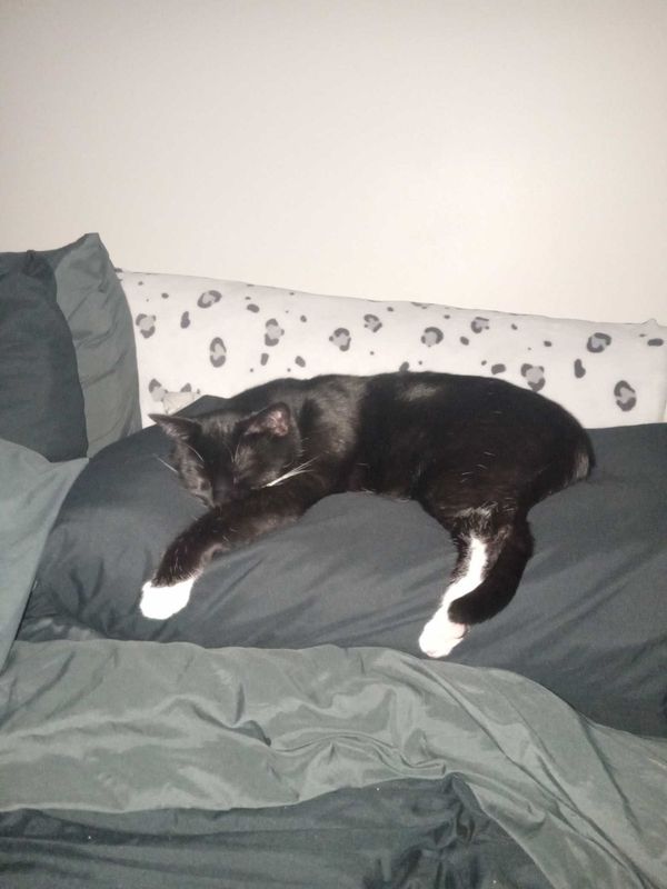 Lost Cat in Louisville, Kentucky — listing photo