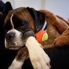 Lost Dog in Boston, Massachusetts — Rodan has suddenly and rapidly deteriorated and I need someone who can help carry him home…
