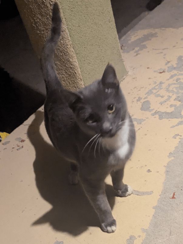 Lost Cat in Albuquerque, New Mexico — listing photo