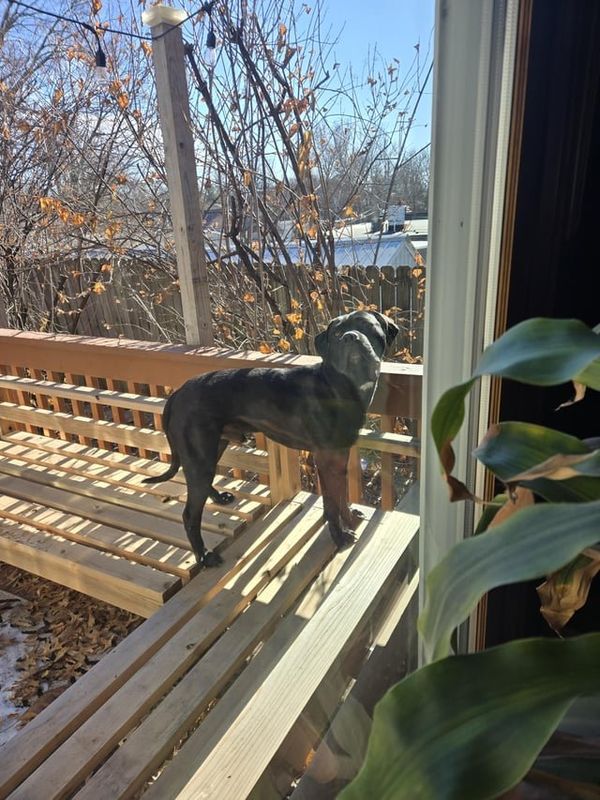 Lost Dog in Des Moines, Iowa — listing photo
