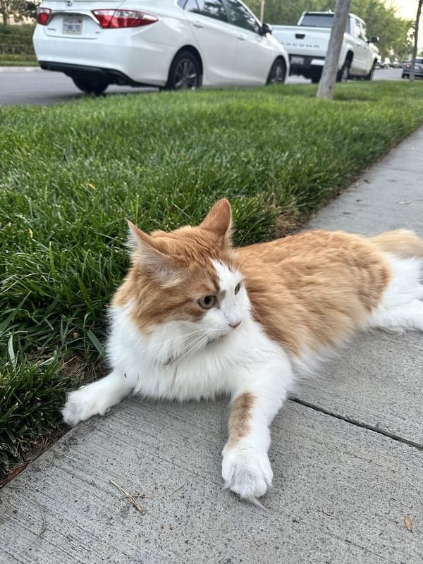 Found Cat in Irvine, California — Did you lose your cat? Woodbury area