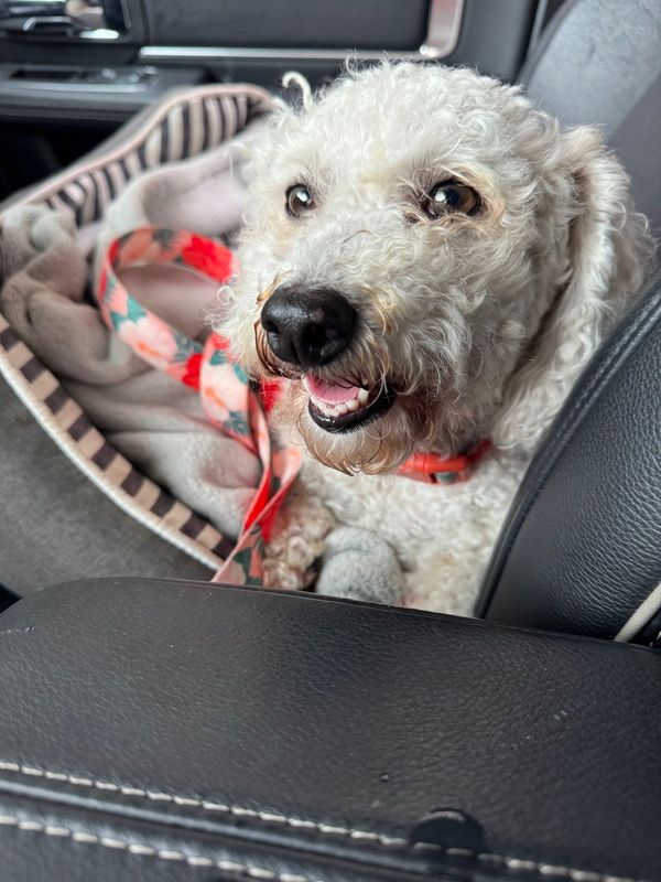 Lost Dog in Sanford, Florida — listing photo