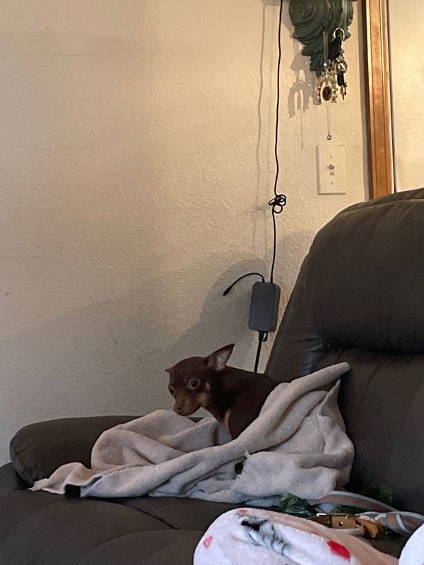 Found Dog in Tualatin — listing photo