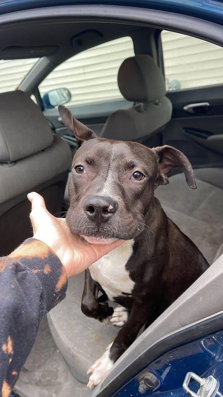 Lost Dog in Milwaukee, Wisconsin — listing photo