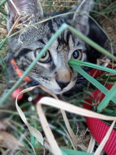 Lost Cat in San Francisco, California — listing photo