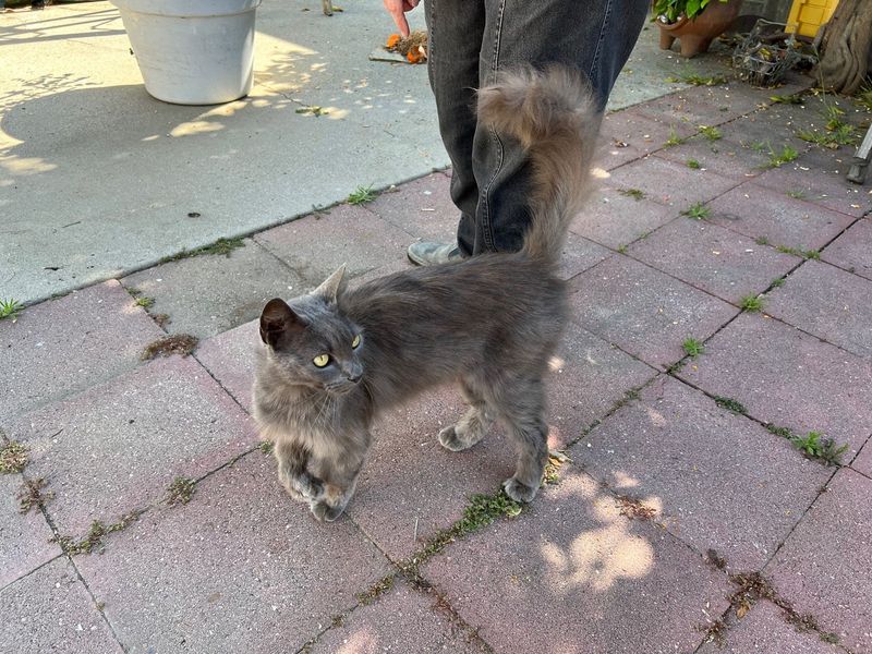 Found Cat in Reseda — listing photo