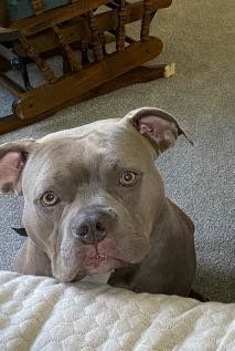 Lost Dog in White Oak — listing photo