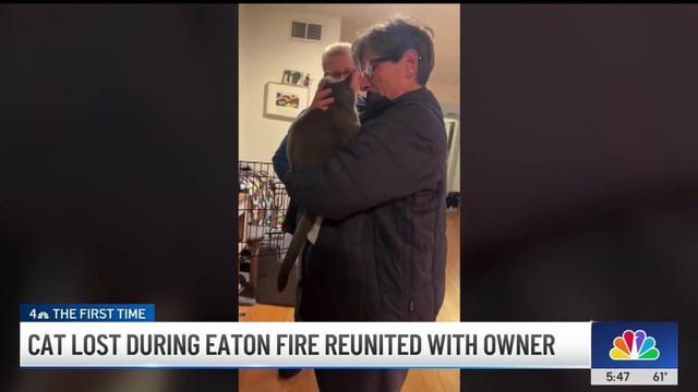 Lost Cat in Los Angeles, California — Cat lost during Eaton Fire reunited with owner