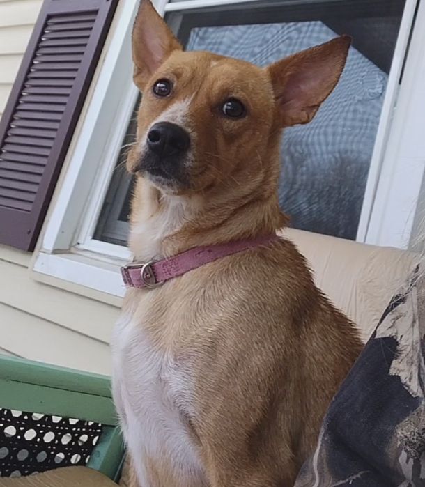 Lost Dog in Arab — listing photo