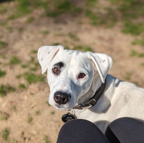 Lost Dog in Houston, Texas — listing photo