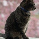 Lost Cat in Indianapolis, Indiana — listing photo