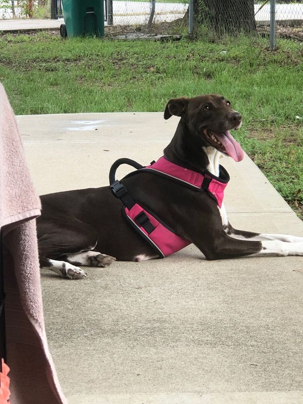 Lost Dog in Conroe, Texas — listing photo