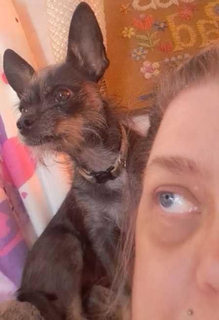 Lost Dog in Phoenix, Arizona — listing photo