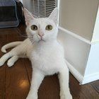 Lost Cat in Skokie, Illinois — listing photo