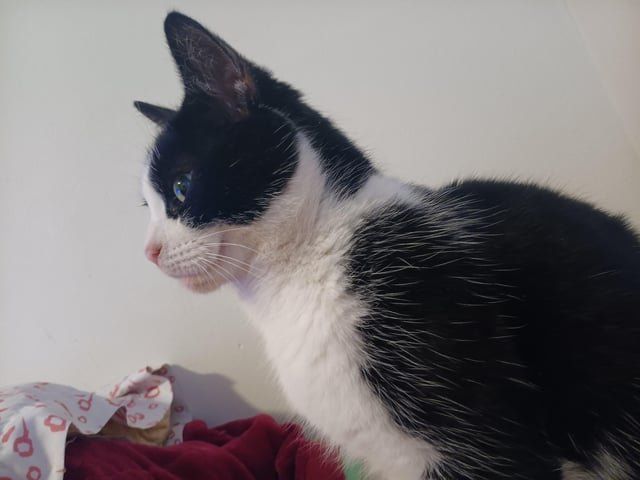 Lost Cat in Detroit, Michigan — Potentially Missing cat in clinton Township area