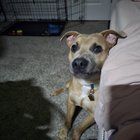 Found Dog in Oklahoma City, Oklahoma — Im in dire need of rehoming my puppy. Please help!!