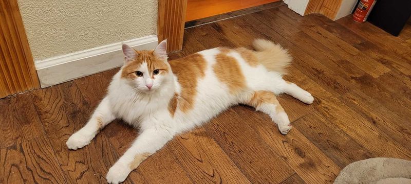 Lost Cat in Oakland, California — listing photo