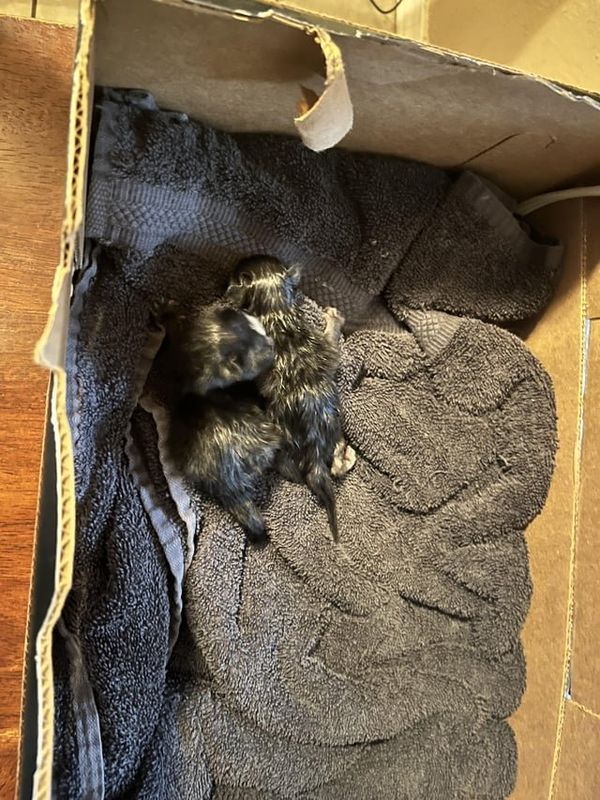 Found Cat in Oklahoma City, Oklahoma — 1 week old kittens