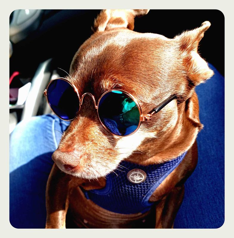 Lost Dog in San Jose, California — listing photo