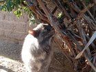 Found Cat in Albuquerque, New Mexico — listing photo