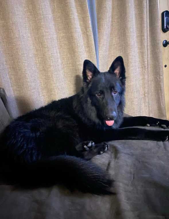 Lost Dog in Las Vegas, Nevada — listing photo